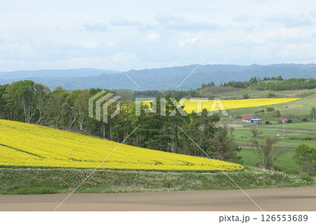 満開の菜の花畑　安平町菜の花さんぽ　菜の花圃場　道の駅あびらD51ステーション 126553689
