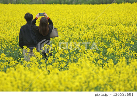 満開の菜の花畑　安平町菜の花さんぽ　菜の花圃場　道の駅あびらD51ステーション 126553691