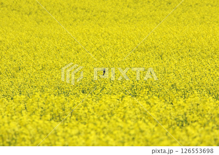 満開の菜の花畑　安平町菜の花さんぽ　菜の花圃場　道の駅あびらD51ステーション 126553698