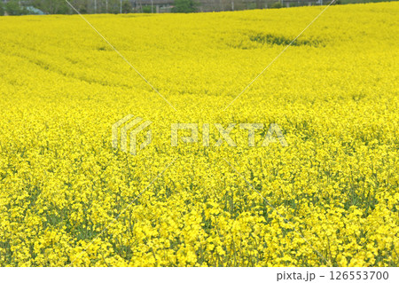 満開の菜の花畑 安平町菜の花さんぽ 菜の花圃場 道の駅あびらD51ステーション 満開の菜の花畑 安平町菜の花さんぽ 菜の花圃場 道の駅あびらD51ステーション 126553700