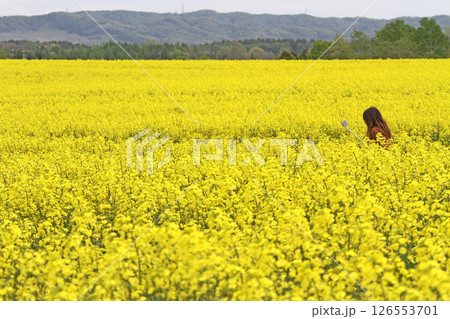 満開の菜の花畑　安平町菜の花さんぽ　菜の花圃場　道の駅あびらD51ステーション 126553701