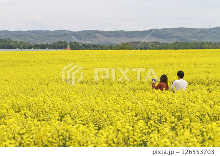 満開の菜の花畑 安平町菜の花さんぽ 菜の花圃場 道の駅あびらD51ステーション 満開の菜の花畑 安平町菜の花さんぽ 菜の花圃場 道の駅あびらD51ステーション 126553703