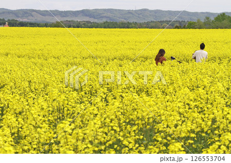 満開の菜の花畑　安平町菜の花さんぽ　菜の花圃場　道の駅あびらD51ステーション 126553704