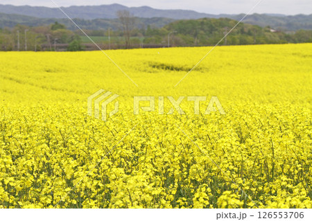 満開の菜の花畑 安平町菜の花さんぽ 菜の花圃場 道の駅あびらD51ステーション 満開の菜の花畑 安平町菜の花さんぽ 菜の花圃場 道の駅あびらD51ステーション 126553706