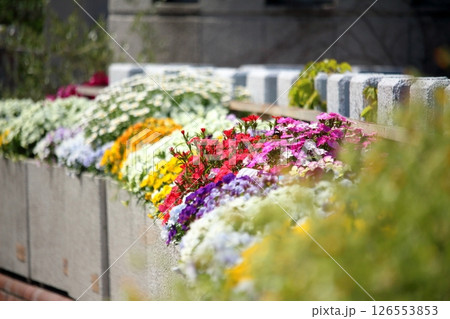 美しく咲くお花の寄せ植え 美しく咲くお花の寄せ植え 126553853