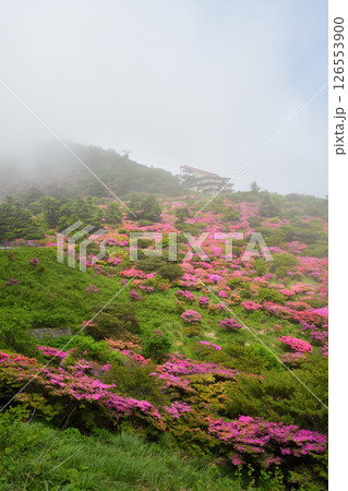 仁田峠のミヤマキリシマ 126553900