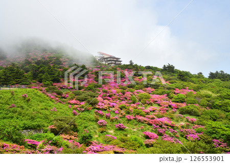 仁田峠のミヤマキリシマ 126553901