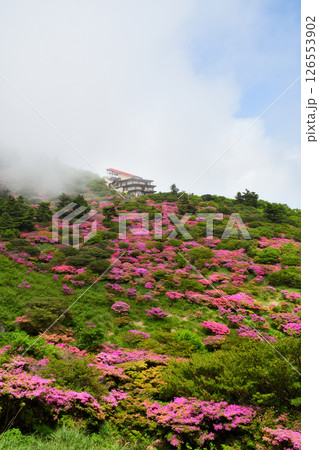 仁田峠のミヤマキリシマ 仁田峠のミヤマキリシマ 126553902