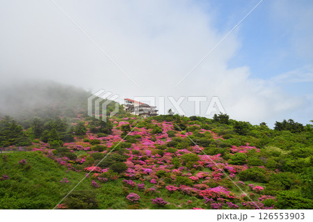 仁田峠のミヤマキリシマ 仁田峠のミヤマキリシマ 126553903