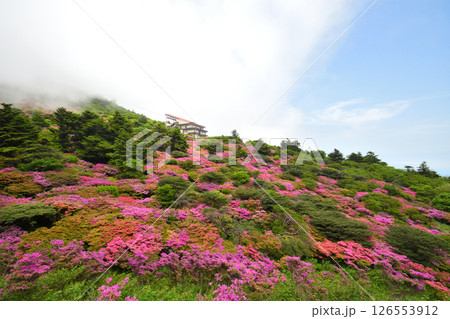 仁田峠のミヤマキリシマ 仁田峠のミヤマキリシマ 126553912