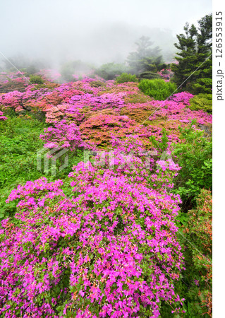 仁田峠のミヤマキリシマ 126553915