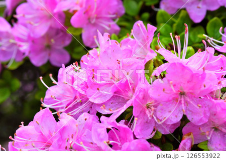 仁田峠のミヤマキリシマ 126553922