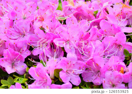 仁田峠のミヤマキリシマ 仁田峠のミヤマキリシマ 126553925