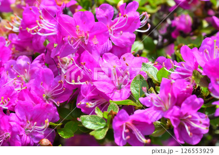 仁田峠のミヤマキリシマ 126553929