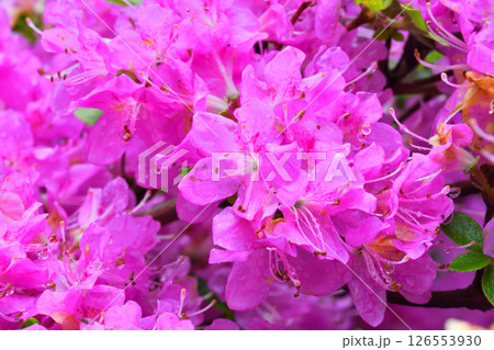 仁田峠のミヤマキリシマ 仁田峠のミヤマキリシマ 126553930