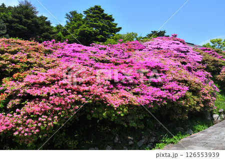 仁田峠のミヤマキリシマ 仁田峠のミヤマキリシマ 126553939