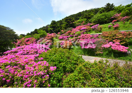 仁田峠のミヤマキリシマ 仁田峠のミヤマキリシマ 126553946