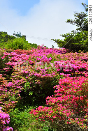 仁田峠のミヤマキリシマ 126553948