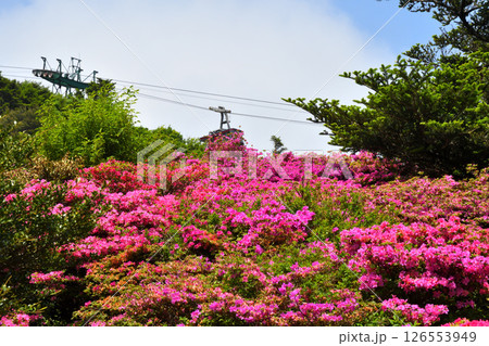 仁田峠のミヤマキリシマ 仁田峠のミヤマキリシマ 126553949