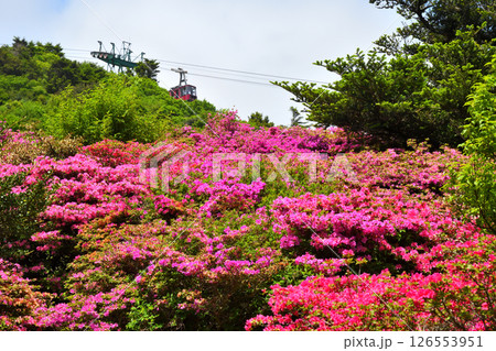 仁田峠のミヤマキリシマ 仁田峠のミヤマキリシマ 126553951
