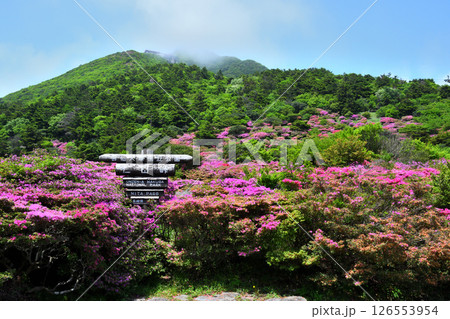 仁田峠のミヤマキリシマ 仁田峠のミヤマキリシマ 126553954