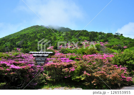 仁田峠のミヤマキリシマ 仁田峠のミヤマキリシマ 126553955