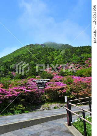 仁田峠のミヤマキリシマ 126553956