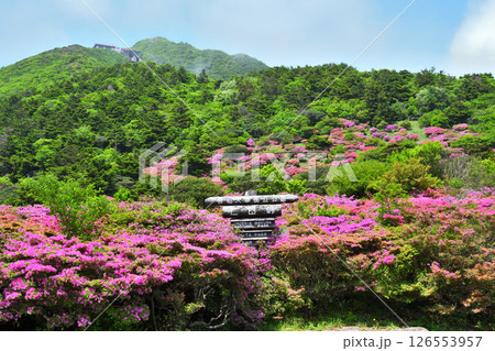 仁田峠のミヤマキリシマ 126553957