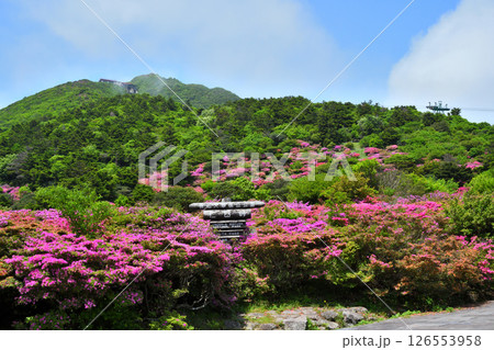 仁田峠のミヤマキリシマ 126553958