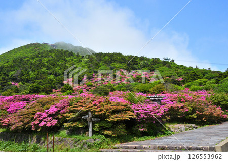 仁田峠のミヤマキリシマ 仁田峠のミヤマキリシマ 126553962