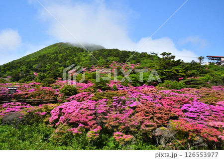 仁田峠のミヤマキリシマ 仁田峠のミヤマキリシマ 126553977