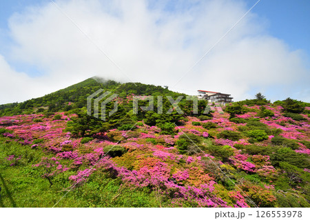 仁田峠のミヤマキリシマ 仁田峠のミヤマキリシマ 126553978
