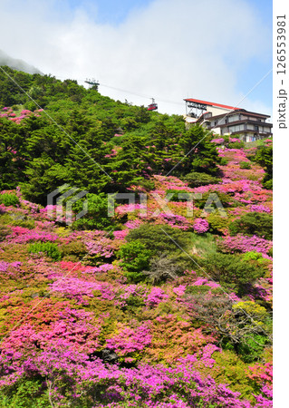 仁田峠のミヤマキリシマ 126553981