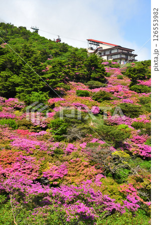 仁田峠のミヤマキリシマ 126553982