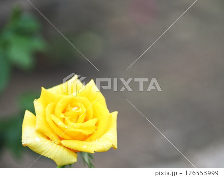 黄色いバラ 126553999