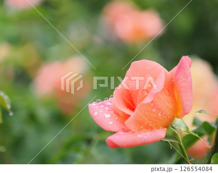 雨に濡れたバラ 126554084