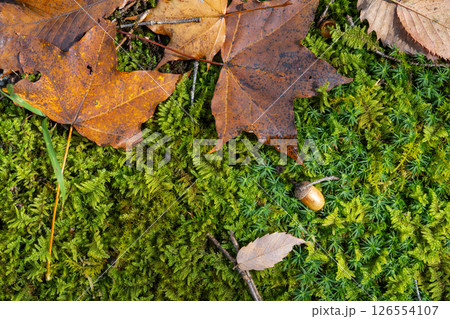 苔の上に落葉したカエデとどんぐり 苔の上に落葉したカエデとどんぐり 126554107