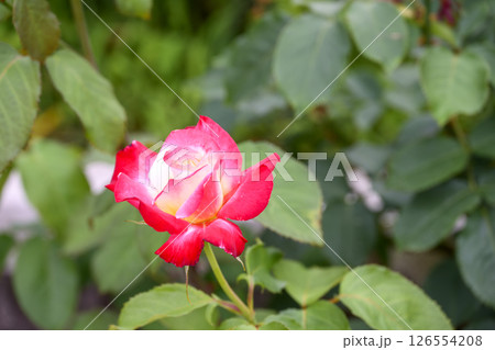 赤いバラ 赤色 バラ 薔薇 花 初夏 5月 イメージ 126554208