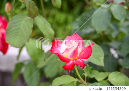 赤いバラ 赤色 バラ 薔薇 花 初夏 5月 イメージ 126554209