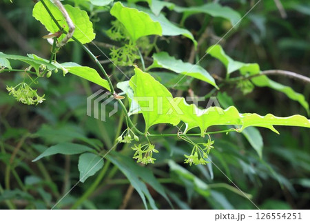 ヤマカシュウ（ヤマガシュウ）(山何首烏) Smilax sieboldii 126554251