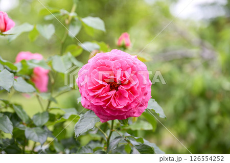 ピンクのバラ バラの花 花 初夏 夏 素材 126554252