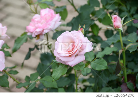ピンクのバラ バラの花 花 初夏 夏 素材 ピンクのバラ バラの花 花 初夏 夏 素材 126554270