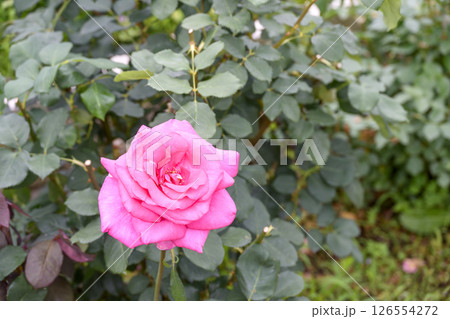 ピンクのバラ バラの花 花 初夏 夏 素材 126554272