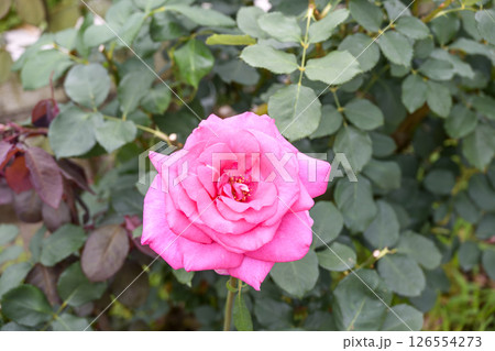 ピンクのバラ バラの花 花 初夏 夏 素材 126554273
