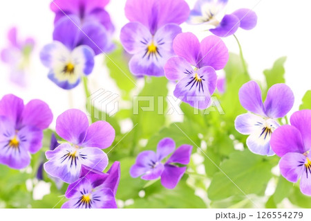 パンジー　ビオラ　スミレ　青紫色の花　明るい背景 126554279