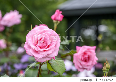 ピンクのバラ バラの花 花 初夏 夏 素材 126554292
