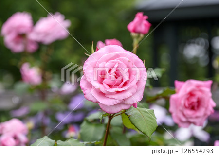 ピンクのバラ バラの花 花 初夏 夏 素材 126554293