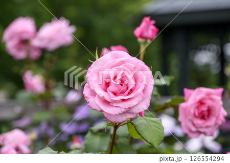 ピンクのバラ バラの花 花 初夏 夏 素材 126554294