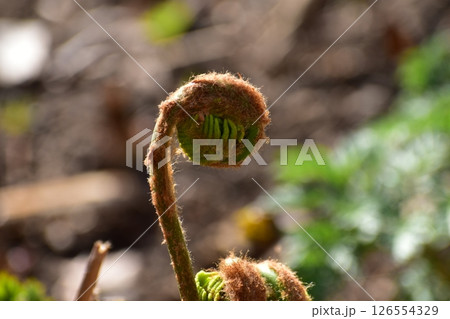 ゼンマイ 126554329