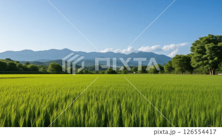 収穫間近の稲 126554417